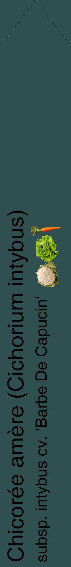 Étiquette de : Cichorium intybus subsp. intybus cv. 'Barbe De Capucin' - format c - style noire58_simplehel avec comestibilité simplifiée
