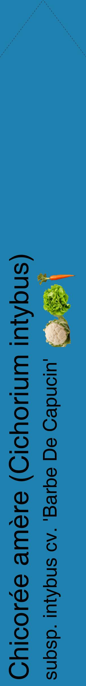 Étiquette de : Cichorium intybus subsp. intybus cv. 'Barbe De Capucin' - format c - style noire6_simplehel avec comestibilité simplifiée