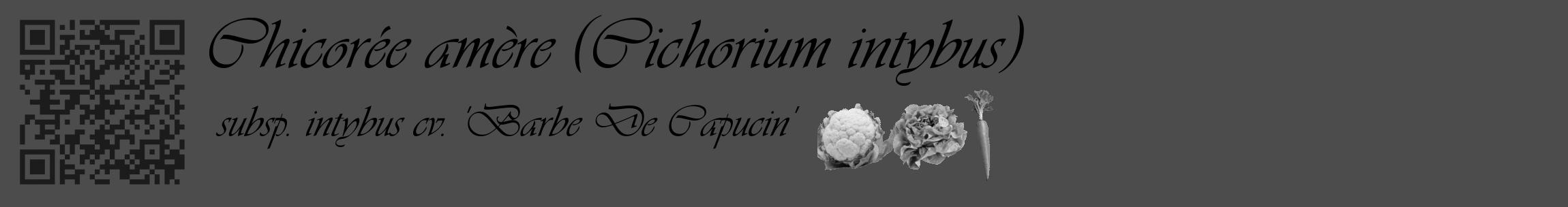 Étiquette de : Cichorium intybus subsp. intybus cv. 'Barbe De Capucin' - format c - style noire27_basique_basiqueviv avec qrcode et comestibilité simplifiée