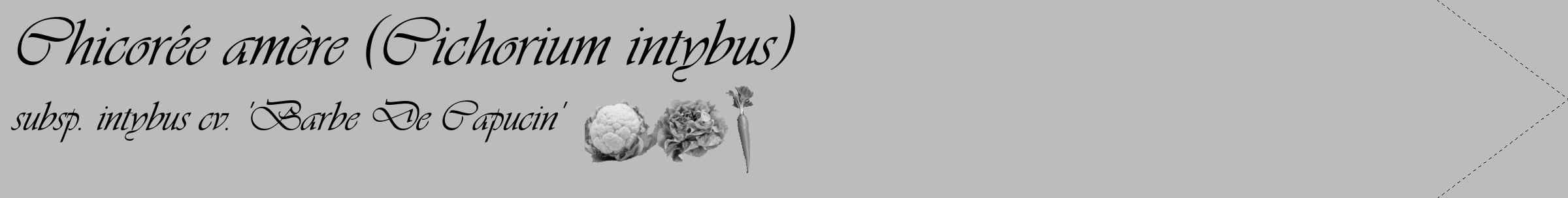 Étiquette de : Cichorium intybus subsp. intybus cv. 'Barbe De Capucin' - format c - style noire1_simple_simpleviv avec comestibilité simplifiée