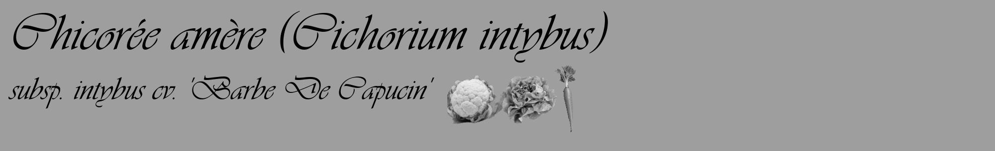Étiquette de : Cichorium intybus subsp. intybus cv. 'Barbe De Capucin' - format c - style noire23_basique_basiqueviv avec comestibilité simplifiée