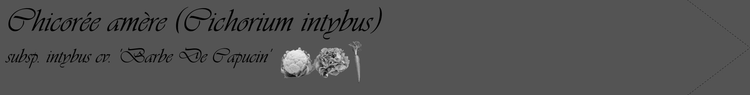 Étiquette de : Cichorium intybus subsp. intybus cv. 'Barbe De Capucin' - format c - style noire36_simple_simpleviv avec comestibilité simplifiée