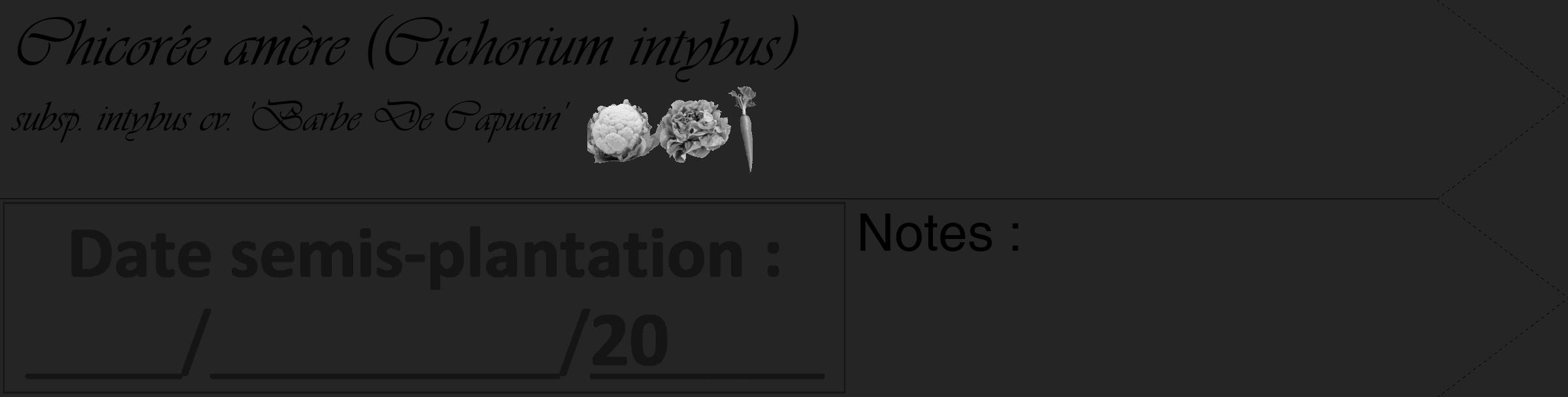 Étiquette de : Cichorium intybus subsp. intybus cv. 'Barbe De Capucin' - format c - style noire47_simple_simpleviv avec comestibilité simplifiée