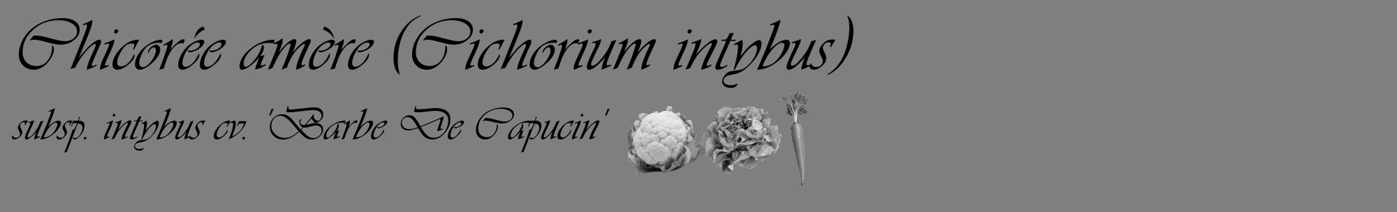 Étiquette de : Cichorium intybus subsp. intybus cv. 'Barbe De Capucin' - format c - style noire57_basique_basiqueviv avec comestibilité simplifiée