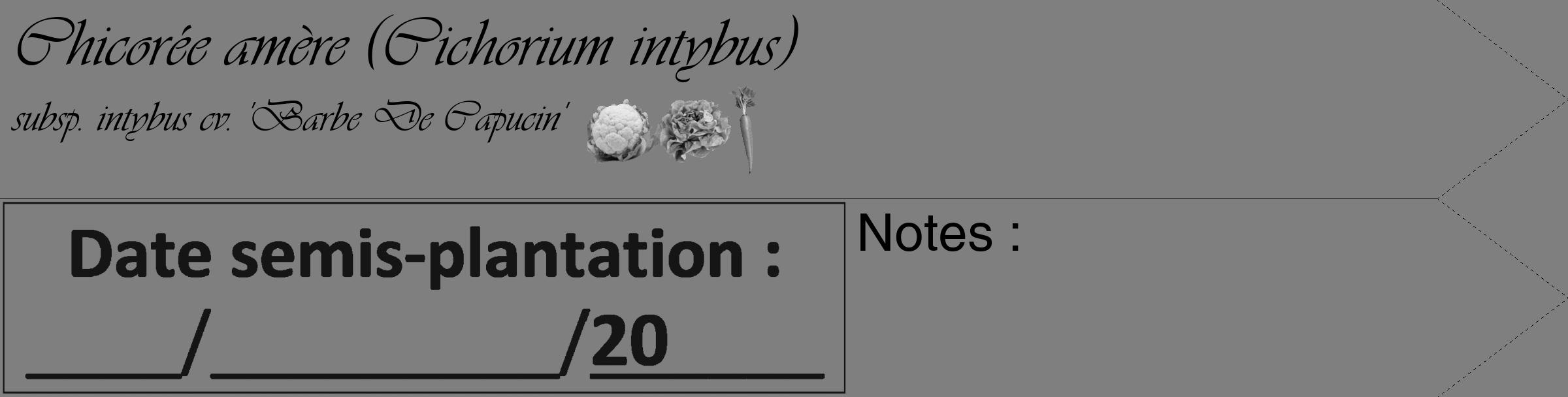 Étiquette de : Cichorium intybus subsp. intybus cv. 'Barbe De Capucin' - format c - style noire57_simple_simpleviv avec comestibilité simplifiée