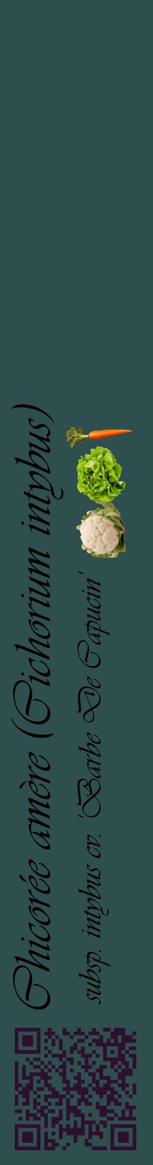 Étiquette de : Cichorium intybus subsp. intybus cv. 'Barbe De Capucin' - format c - style noire58_basiqueviv avec qrcode et comestibilité simplifiée