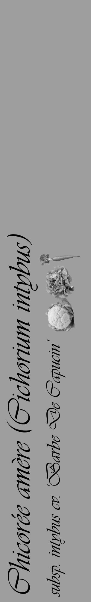 Étiquette de : Cichorium intybus subsp. intybus cv. 'Barbe De Capucin' - format c - style noire23_basique_basiqueviv avec comestibilité simplifiée - position verticale