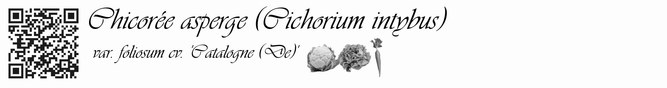 Étiquette de : Cichorium intybus var. foliosum cv. 'Catalogne (De)' - format c - style noire19basique_basique_basiqueviv avec qrcode et comestibilité simplifiée