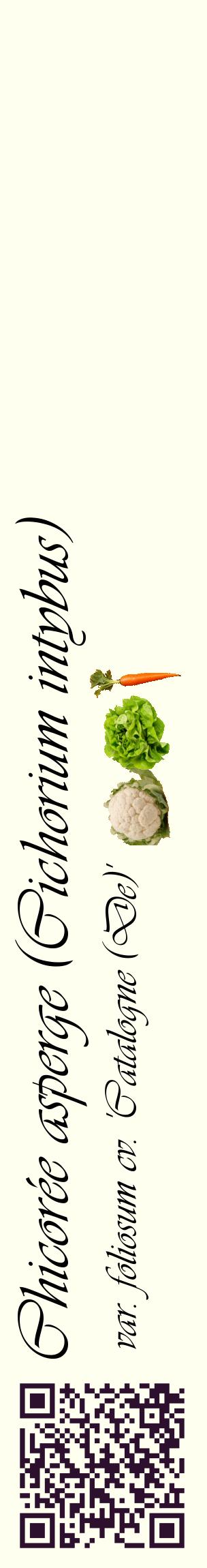Étiquette de : Cichorium intybus var. foliosum cv. 'Catalogne (De)' - format c - style noire19_basiqueviv avec qrcode et comestibilité simplifiée