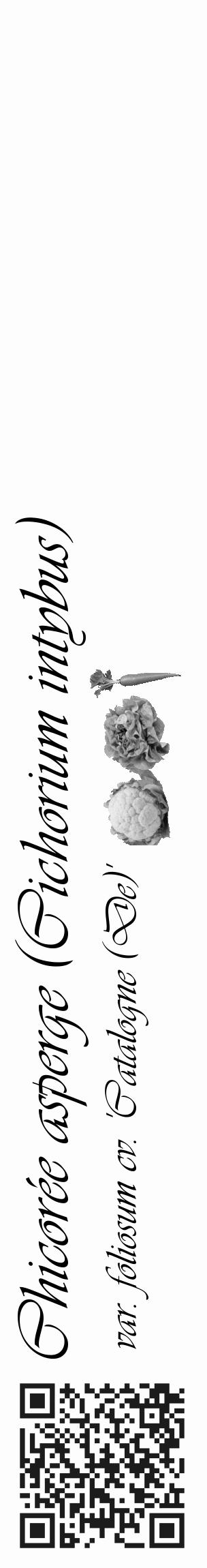 Étiquette de : Cichorium intybus var. foliosum cv. 'Catalogne (De)' - format c - style noire19basique_basique_basiqueviv avec qrcode et comestibilité simplifiée - position verticale