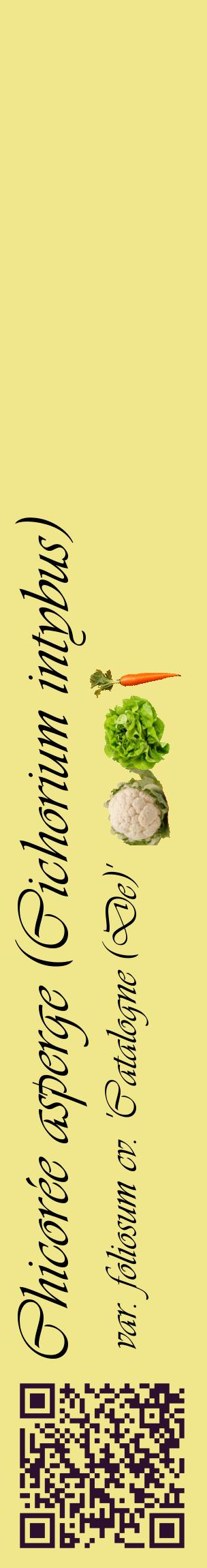 Étiquette de : Cichorium intybus var. foliosum cv. 'Catalogne (De)' - format c - style noire20_basiqueviv avec qrcode et comestibilité simplifiée