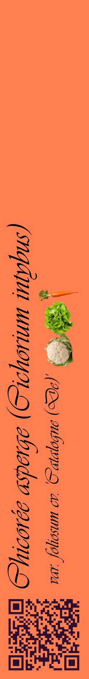 Étiquette de : Cichorium intybus var. foliosum cv. 'Catalogne (De)' - format c - style noire24_basiqueviv avec qrcode et comestibilité simplifiée