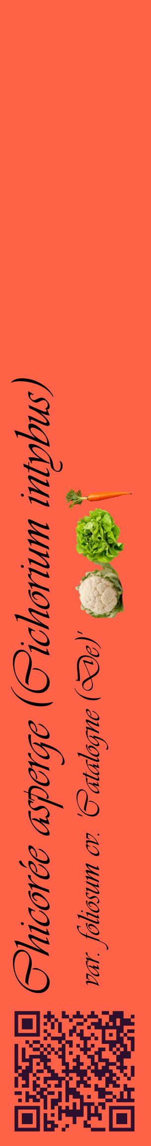 Étiquette de : Cichorium intybus var. foliosum cv. 'Catalogne (De)' - format c - style noire25_basiqueviv avec qrcode et comestibilité simplifiée