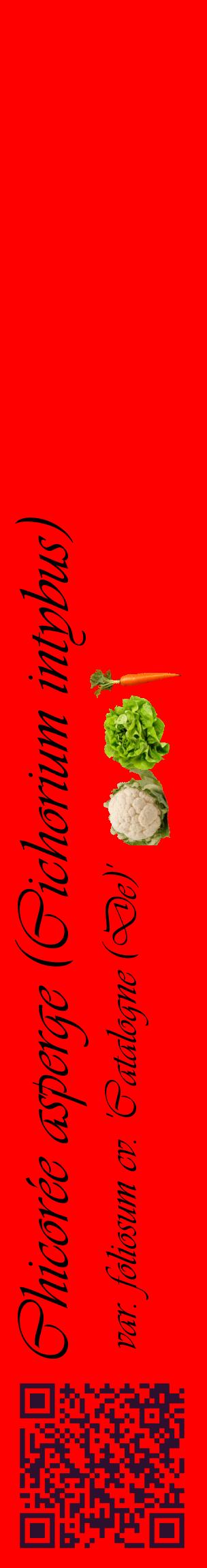 Étiquette de : Cichorium intybus var. foliosum cv. 'Catalogne (De)' - format c - style noire27_basiqueviv avec qrcode et comestibilité simplifiée