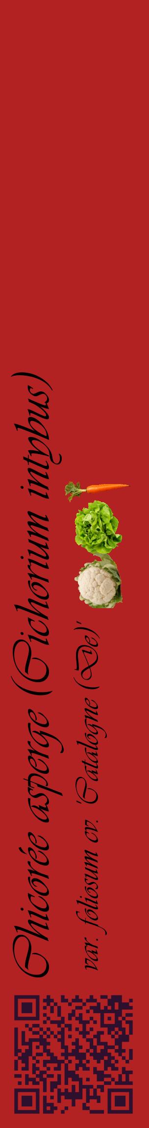 Étiquette de : Cichorium intybus var. foliosum cv. 'Catalogne (De)' - format c - style noire28_basiqueviv avec qrcode et comestibilité simplifiée