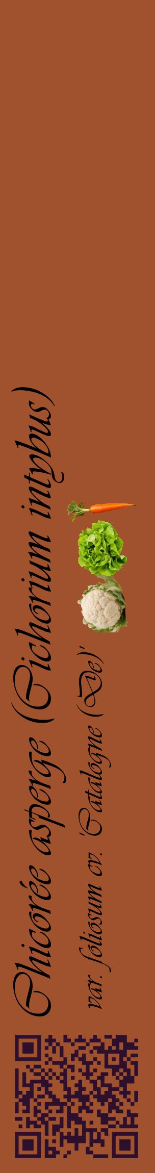 Étiquette de : Cichorium intybus var. foliosum cv. 'Catalogne (De)' - format c - style noire32_basiqueviv avec qrcode et comestibilité simplifiée