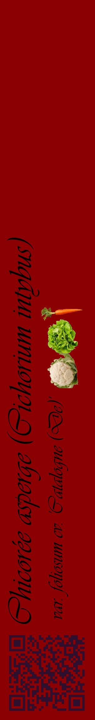 Étiquette de : Cichorium intybus var. foliosum cv. 'Catalogne (De)' - format c - style noire34_basiqueviv avec qrcode et comestibilité simplifiée
