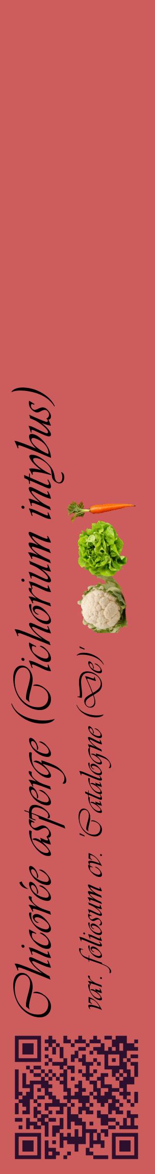 Étiquette de : Cichorium intybus var. foliosum cv. 'Catalogne (De)' - format c - style noire35_basiqueviv avec qrcode et comestibilité simplifiée