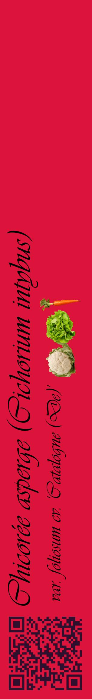 Étiquette de : Cichorium intybus var. foliosum cv. 'Catalogne (De)' - format c - style noire36_basiqueviv avec qrcode et comestibilité simplifiée