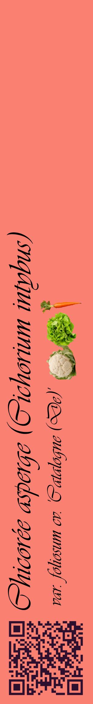 Étiquette de : Cichorium intybus var. foliosum cv. 'Catalogne (De)' - format c - style noire38_basiqueviv avec qrcode et comestibilité simplifiée