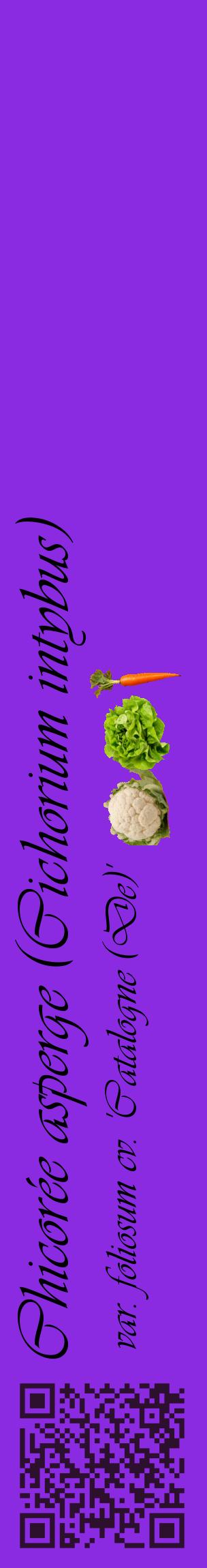Étiquette de : Cichorium intybus var. foliosum cv. 'Catalogne (De)' - format c - style noire49_basiqueviv avec qrcode et comestibilité simplifiée