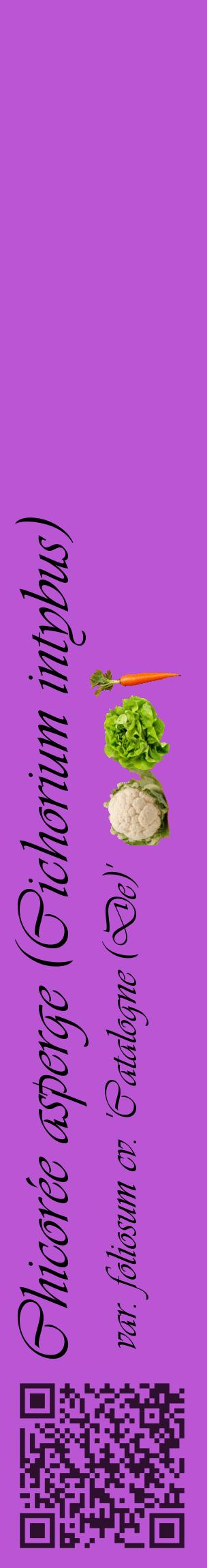 Étiquette de : Cichorium intybus var. foliosum cv. 'Catalogne (De)' - format c - style noire50_basiqueviv avec qrcode et comestibilité simplifiée