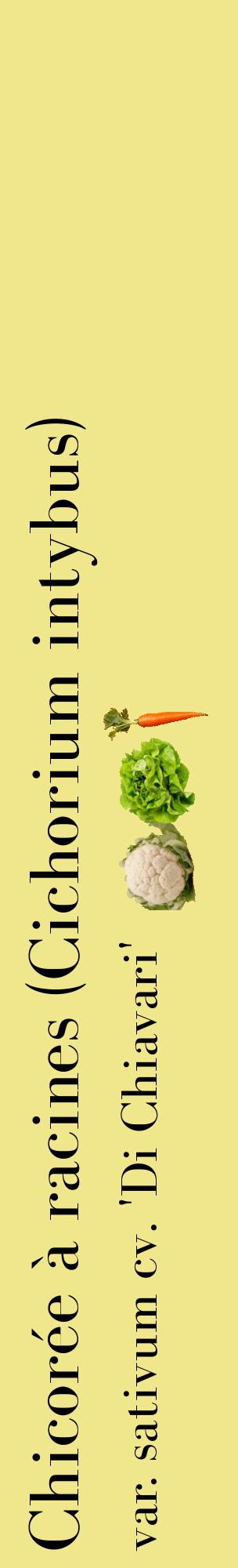 Étiquette de : Cichorium intybus var. sativum cv. 'Di Chiavari' - format c - style noire20_basiquebod avec comestibilité simplifiée