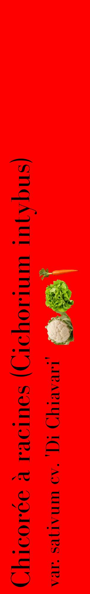 Étiquette de : Cichorium intybus var. sativum cv. 'Di Chiavari' - format c - style noire27_basiquebod avec comestibilité simplifiée
