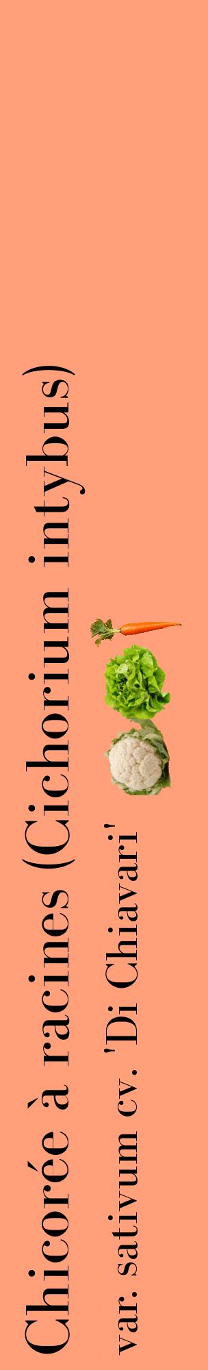 Étiquette de : Cichorium intybus var. sativum cv. 'Di Chiavari' - format c - style noire39_basiquebod avec comestibilité simplifiée