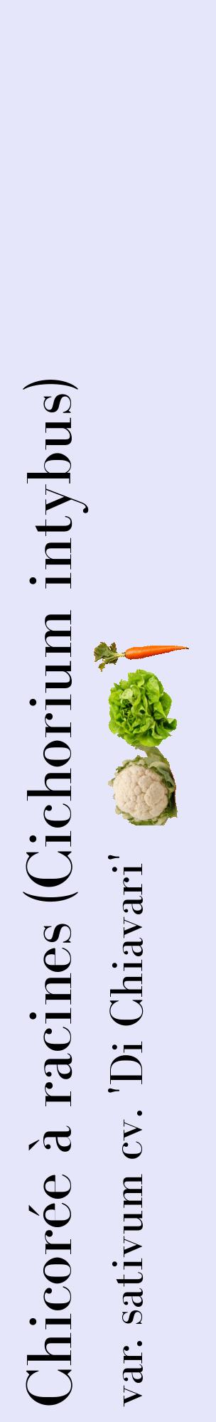 Étiquette de : Cichorium intybus var. sativum cv. 'Di Chiavari' - format c - style noire55_basiquebod avec comestibilité simplifiée