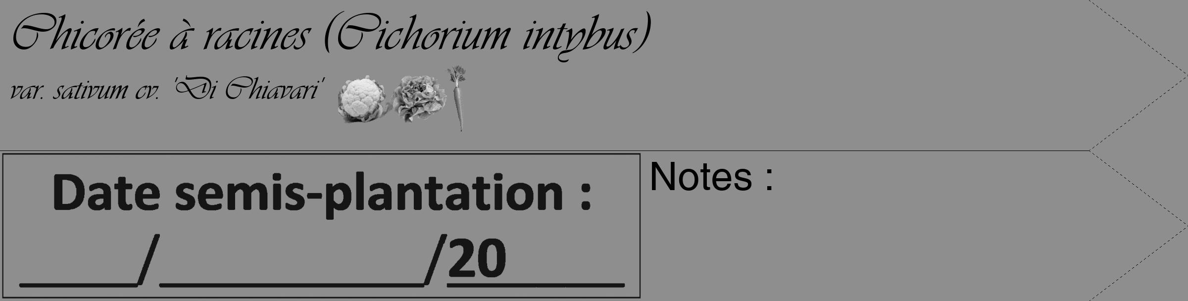 Étiquette de : Cichorium intybus var. sativum cv. 'Di Chiavari' - format c - style noire25simple_basique_basiqueviv avec comestibilité simplifiée