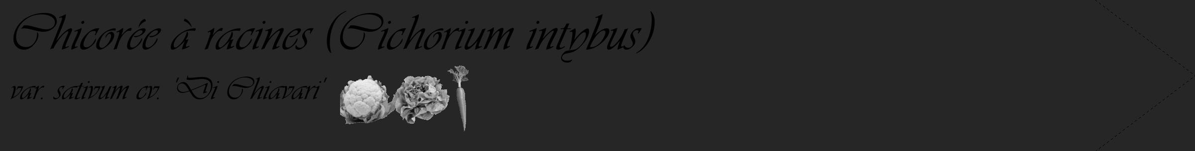 Étiquette de : Cichorium intybus var. sativum cv. 'Di Chiavari' - format c - style noire29_simple_simpleviv avec comestibilité simplifiée