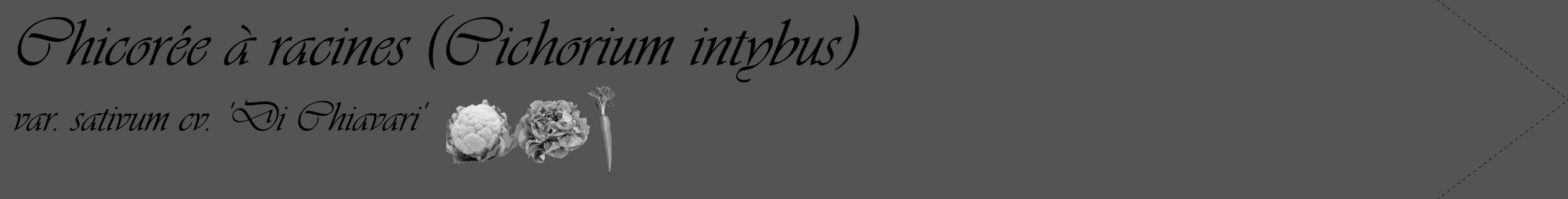 Étiquette de : Cichorium intybus var. sativum cv. 'Di Chiavari' - format c - style noire36_simple_simpleviv avec comestibilité simplifiée