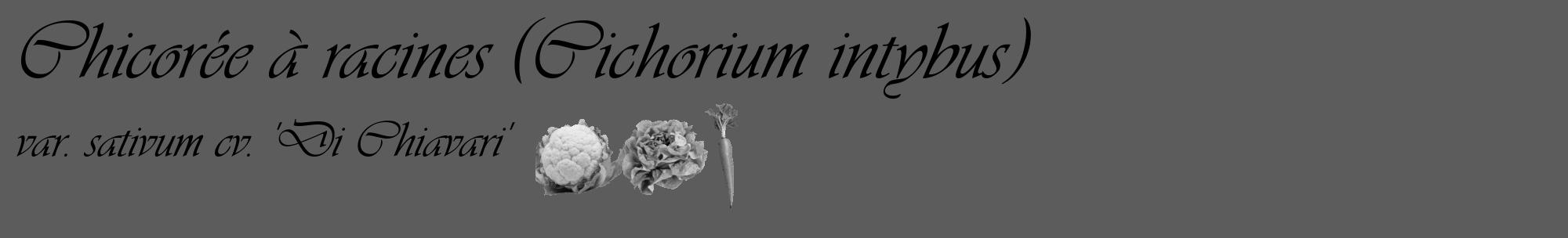 Étiquette de : Cichorium intybus var. sativum cv. 'Di Chiavari' - format c - style noire49_basique_basiqueviv avec comestibilité simplifiée