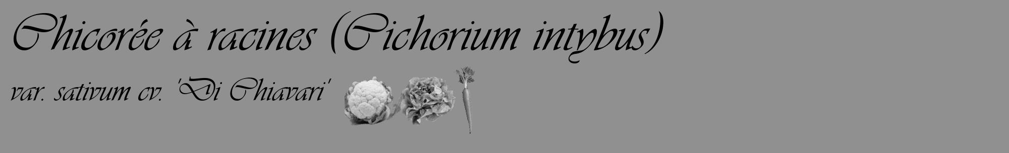 Étiquette de : Cichorium intybus var. sativum cv. 'Di Chiavari' - format c - style noire4_basique_basiqueviv avec comestibilité simplifiée