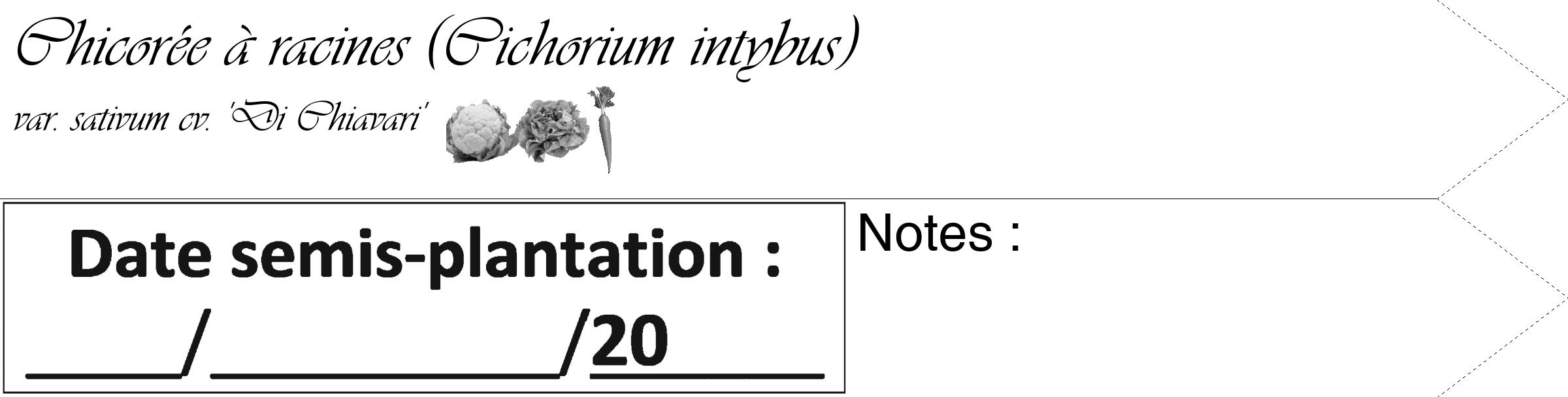 Étiquette de : Cichorium intybus var. sativum cv. 'Di Chiavari' - format c - style noire60_simple_simpleviv avec comestibilité simplifiée