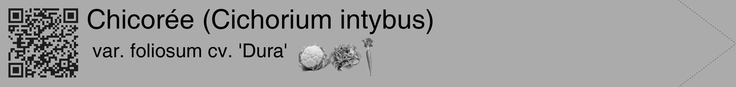 Étiquette de : Cichorium intybus var. foliosum cv. 'Dura' - format c - style noire37_simple_simplehel avec qrcode et comestibilité simplifiée