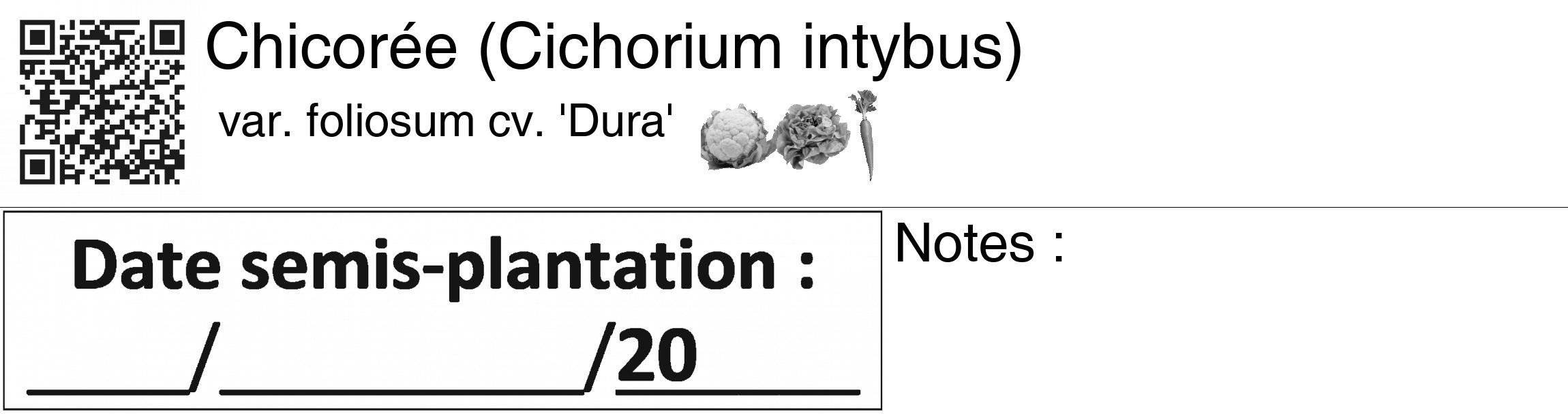 Étiquette de : Cichorium intybus var. foliosum cv. 'Dura' - format c - style noire60_basiquegrrvhel avec qrcode et comestibilité simplifiée