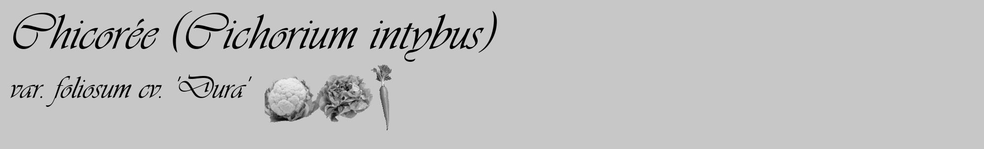 Étiquette de : Cichorium intybus var. foliosum cv. 'Dura' - format c - style noire15_basique_basiqueviv avec comestibilité simplifiée