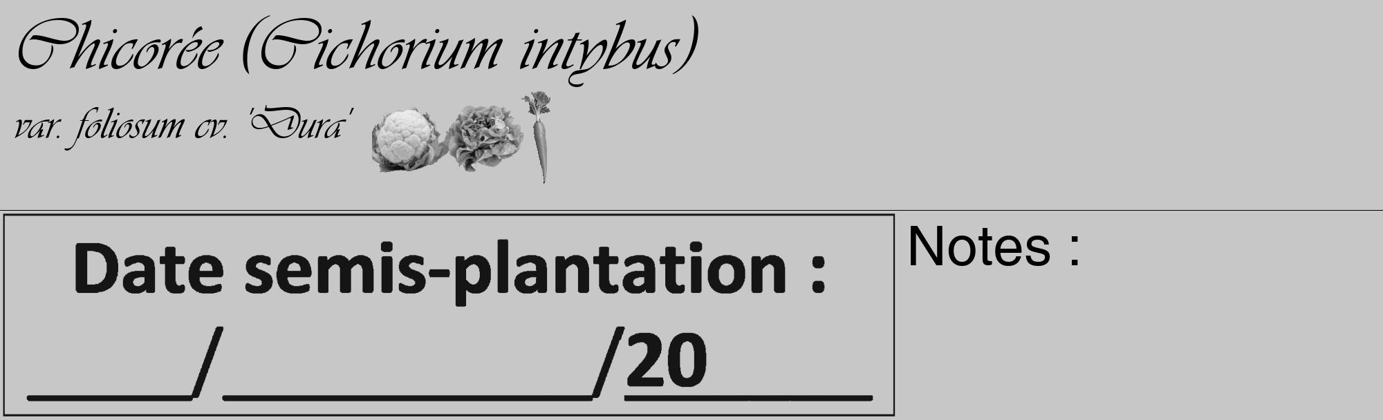 Étiquette de : Cichorium intybus var. foliosum cv. 'Dura' - format c - style noire15_basique_basiqueviv avec comestibilité simplifiée