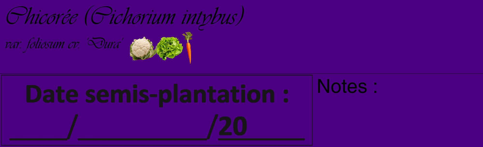 Étiquette de : Cichorium intybus var. foliosum cv. 'Dura' - format c - style noire47_basique_basiqueviv avec comestibilité simplifiée