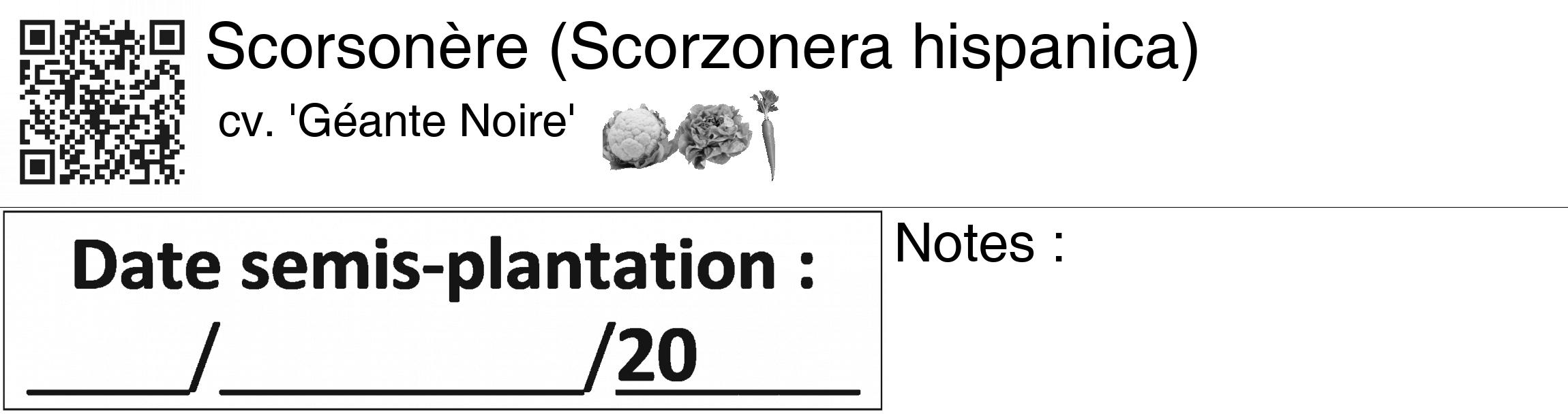 Étiquette de : Scorzonera hispanica cv. 'Géante Noire' - format c - style noire60_basiquegrrvhel avec qrcode et comestibilité simplifiée