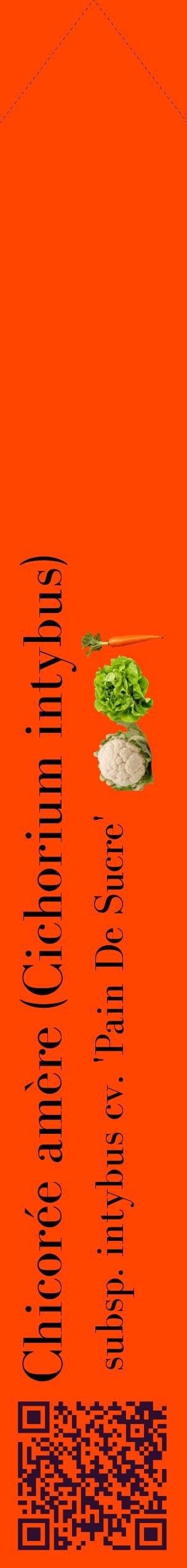 Étiquette de : Cichorium intybus subsp. intybus cv. 'Pain De Sucre' - format c - style noire26_simplebod avec qrcode et comestibilité simplifiée