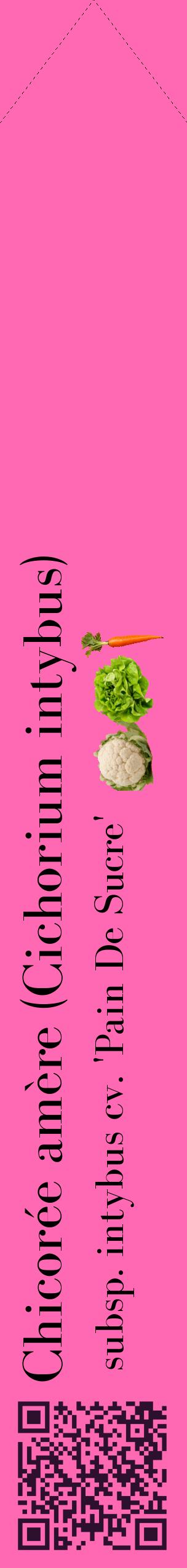 Étiquette de : Cichorium intybus subsp. intybus cv. 'Pain De Sucre' - format c - style noire42_simplebod avec qrcode et comestibilité simplifiée