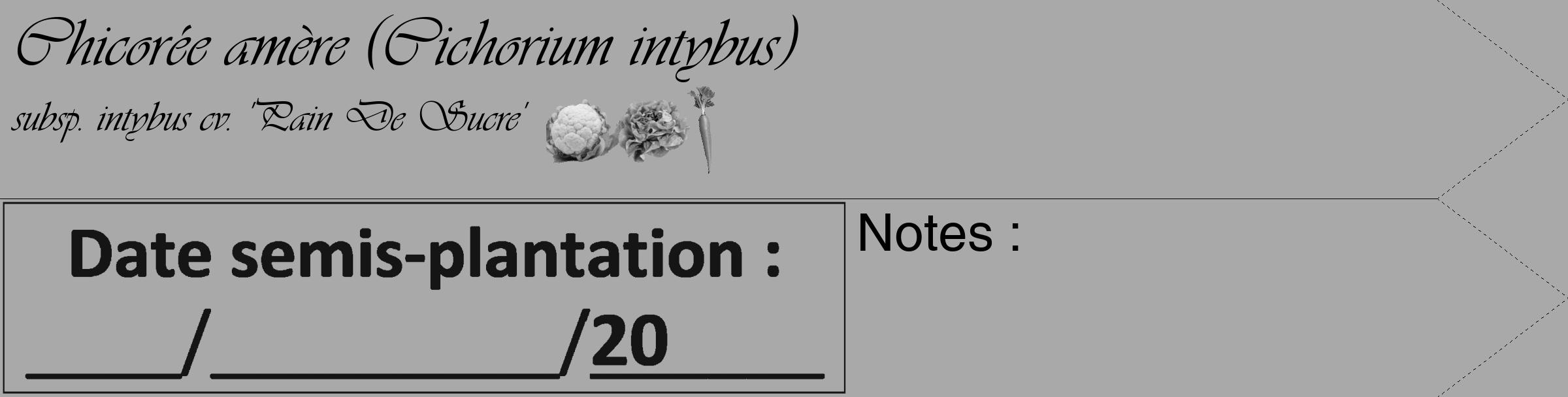 Étiquette de : Cichorium intybus subsp. intybus cv. 'Pain De Sucre' - format c - style noire13_simple_simpleviv avec comestibilité simplifiée