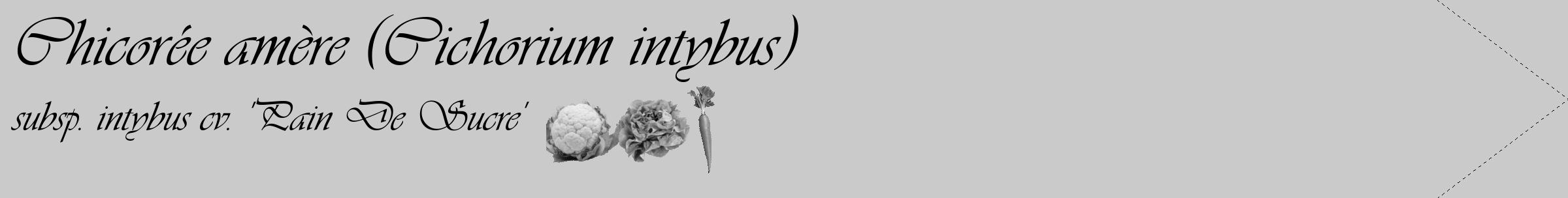 Étiquette de : Cichorium intybus subsp. intybus cv. 'Pain De Sucre' - format c - style noire21_simple_simpleviv avec comestibilité simplifiée
