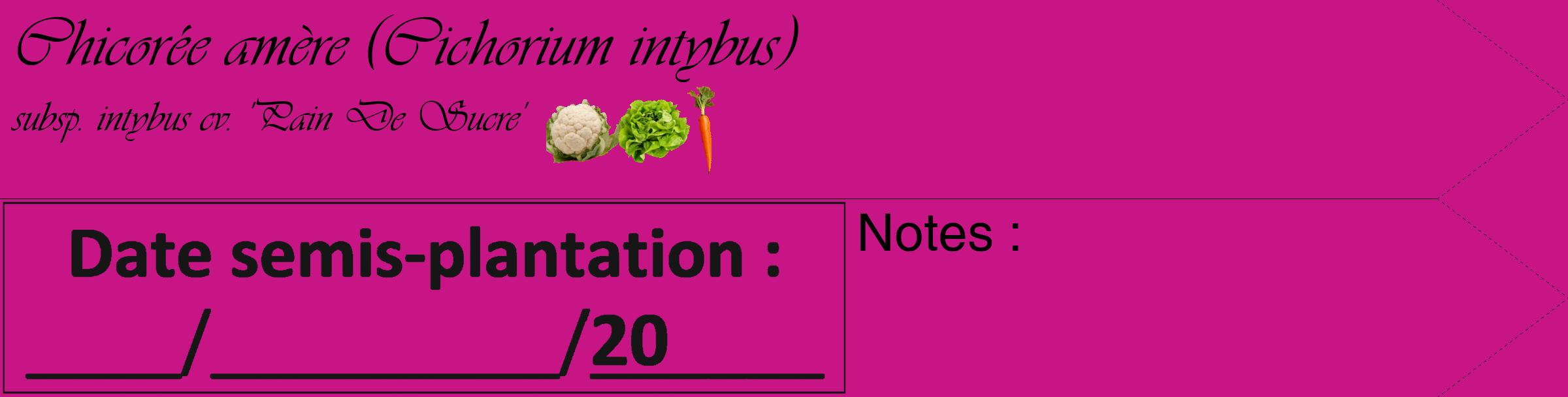 Étiquette de : Cichorium intybus subsp. intybus cv. 'Pain De Sucre' - format c - style noire45_simple_simpleviv avec comestibilité simplifiée