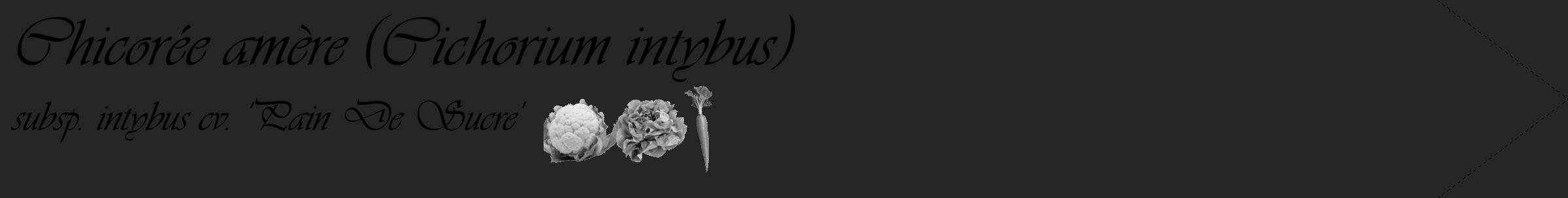 Étiquette de : Cichorium intybus subsp. intybus cv. 'Pain De Sucre' - format c - style noire47_simple_simpleviv avec comestibilité simplifiée