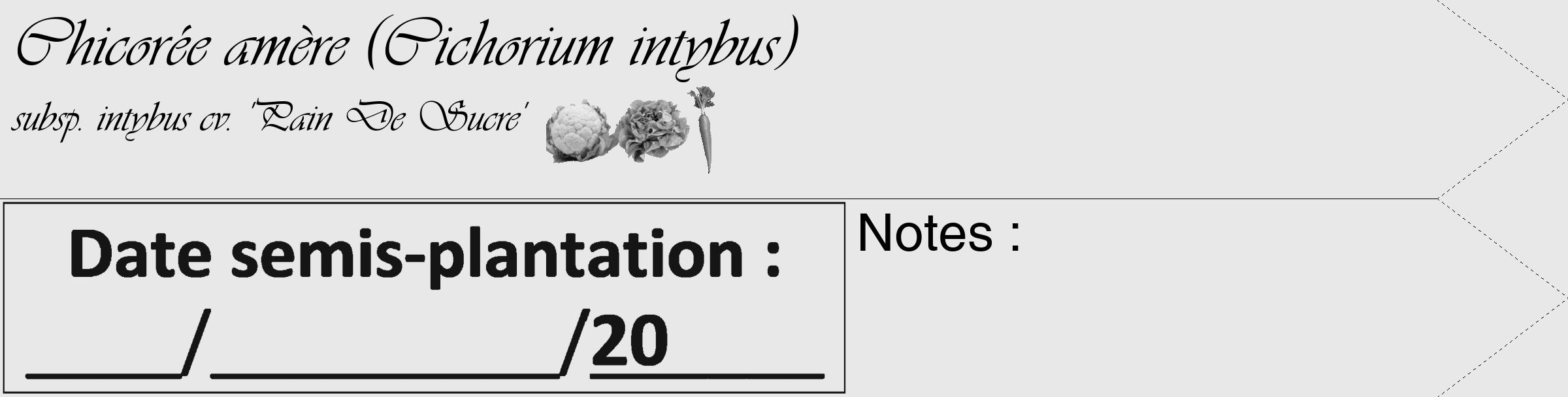 Étiquette de : Cichorium intybus subsp. intybus cv. 'Pain De Sucre' - format c - style noire55_simple_simpleviv avec comestibilité simplifiée