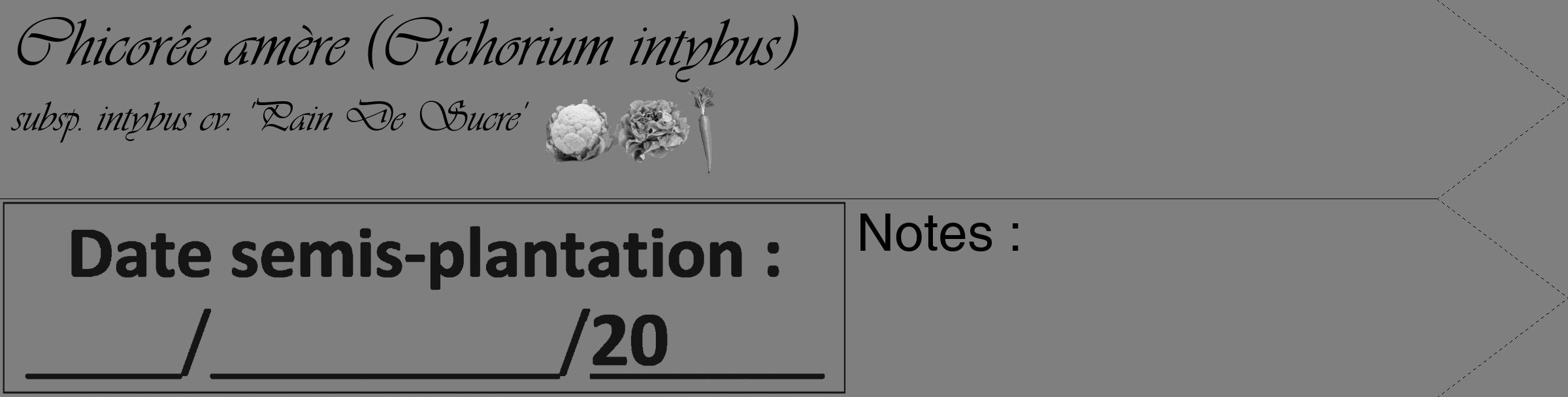 Étiquette de : Cichorium intybus subsp. intybus cv. 'Pain De Sucre' - format c - style noire57_simple_simpleviv avec comestibilité simplifiée
